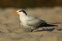 Royal Tern, Fort Lauderdale Beach, February 2020.