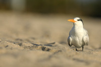 Royal Tern, Fort Lauderdale Beach, February 2020