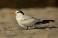 Royal Tern, Fort Lauderdale Beach, February 2020