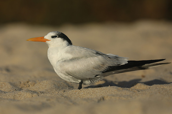Royal Tern, Fort Lauderdale Beach, February 2020