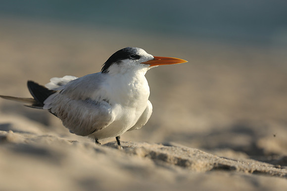 Royal Tern, Fort Lauderdale Beach, February 2020