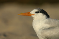 Royal Tern, Fort Lauderdale Beach, February 2020