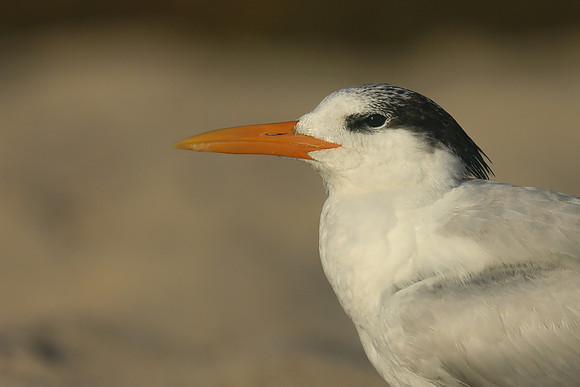 Royal Tern, Fort Lauderdale Beach, February 2020