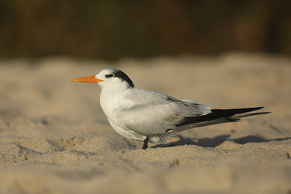 Royal Tern, Fort Lauderdale Beach, February 2020