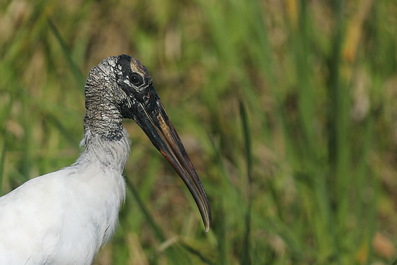 Wood Stork, Florida Everglades, February 2020.
