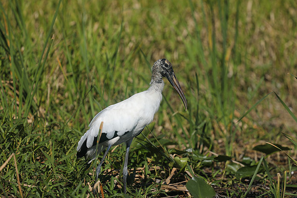 Wood Stork, Florida Everglades, February 2020