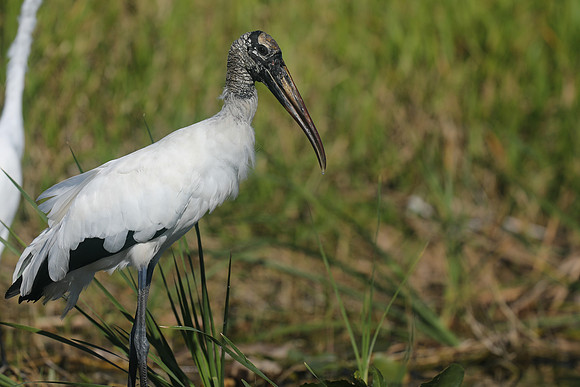 Wood Stork, Florida Everglades, February 2020