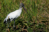 Wood Stork, Florida Everglades, February 2020