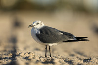 Laughing Gull, Fort Lauderdale Beach,  Florida, February 2020