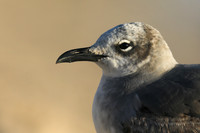 Laughing Gull, Fort Lauderdale Beach,  Florida, February 2020