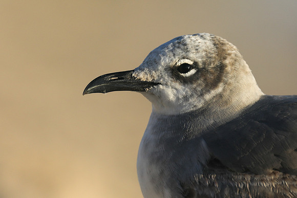 Laughing Gull, Fort Lauderdale Beach,  Florida, February 2020