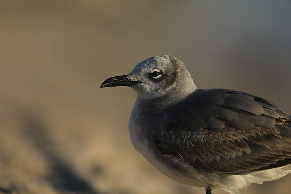 Laughing Gull, Fort Lauderdale Beach,  Florida, February 2020