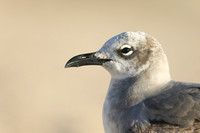 Laughing Gull, Fort Lauderdale Beach,  Florida, February 2020
