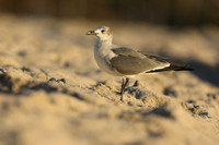 Laughing Gull, Fort Lauderdale Beach,  Florida, February 2020