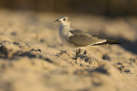 Laughing Gull, Fort Lauderdale Beach,  Florida, February 2020