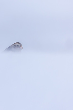 Snow Bunting, Cairngorms, February  2026.