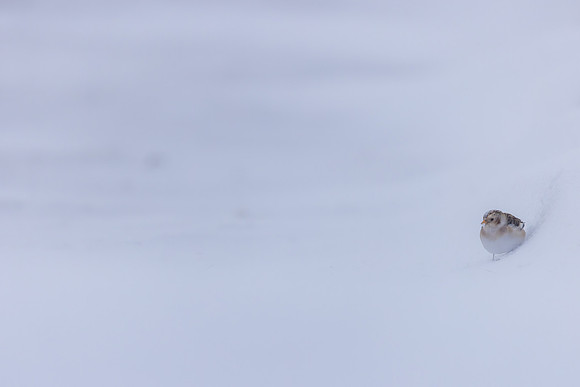 Snow Bunting, Cairngorms, February  2026.