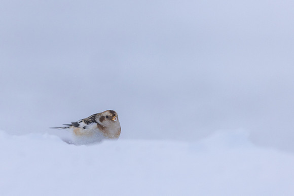 Snow Bunting, Cairngorms, February  2026.