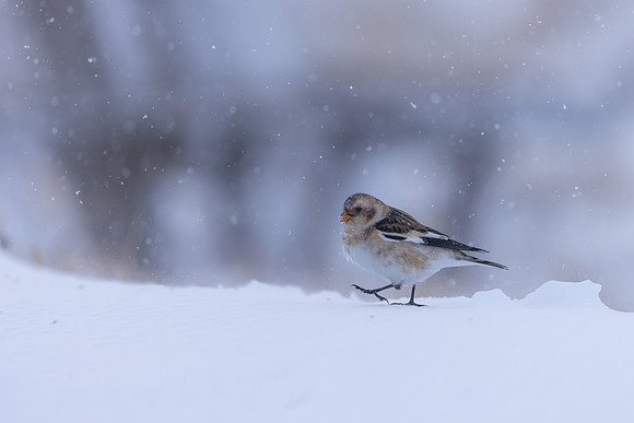 Snow Bunting, Cairngorms, February  2026.
