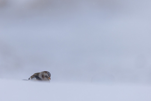 Snow Bunting, Cairngorms, February  2026.