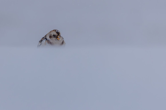 Snow Bunting, Cairngorms, February  2026.