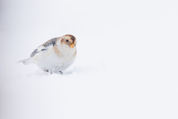Snow Bunting, Cairngorms, February  2026.