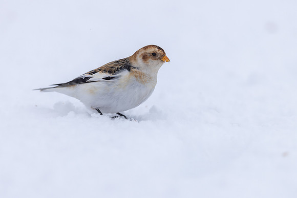 Snow Bunting, Cairngorms, February  2026.