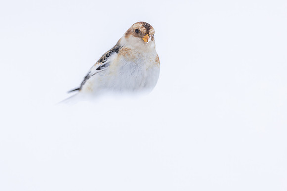 Snow Bunting, Cairngorms, February  2026.