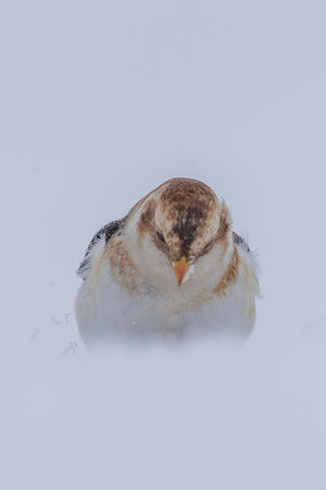 Snow Bunting, Cairngorms, February  2026.