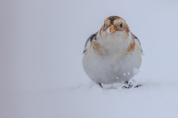 Snow Bunting, Cairngorms, February  2026.