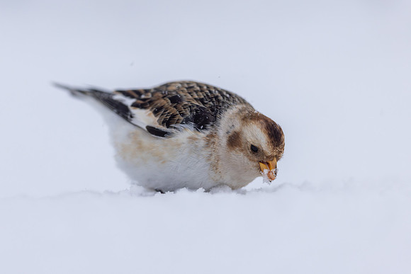 Snow Bunting, Cairngorms, February  2026.