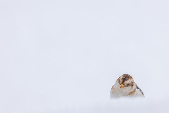 Snow Bunting, Cairngorms, February  2026.