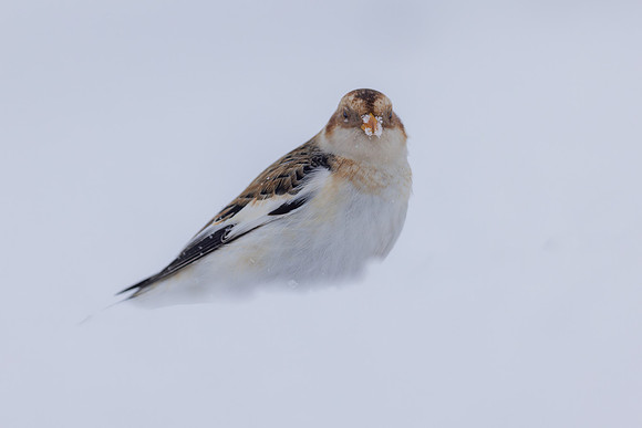Snow Bunting, Cairngorms, February  2026.