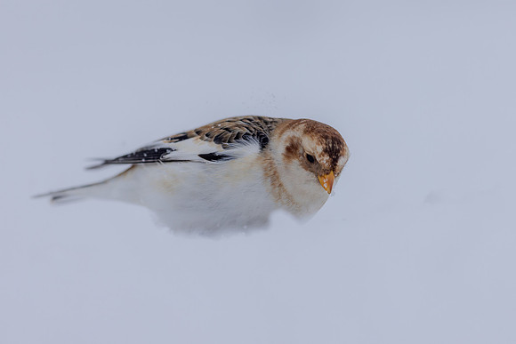 Snow Bunting, Cairngorms, February  2026.