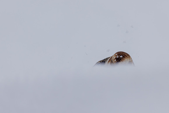 Snow Bunting, Cairngorms, February  2026.