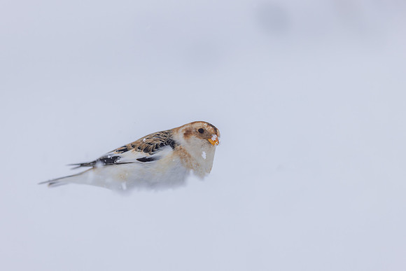 Snow Bunting, Cairngorms, February  2026.