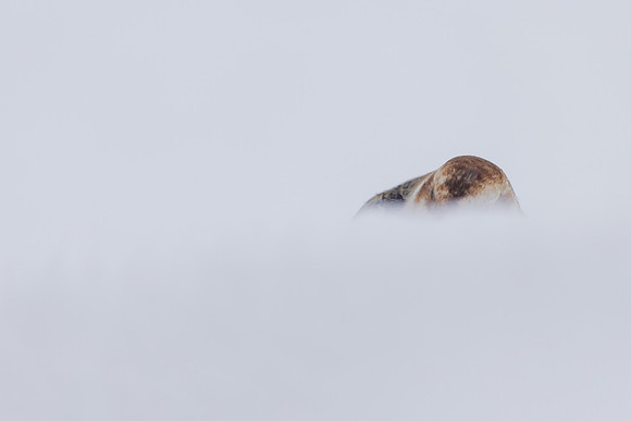 Snow Bunting, Cairngorms, February  2026.