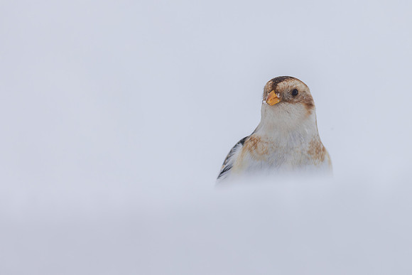 Snow Bunting, Cairngorms, February  2026.