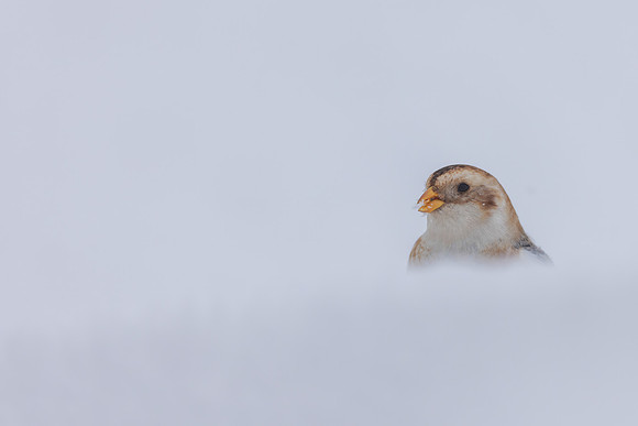 Snow Bunting, Cairngorms, February  2026.