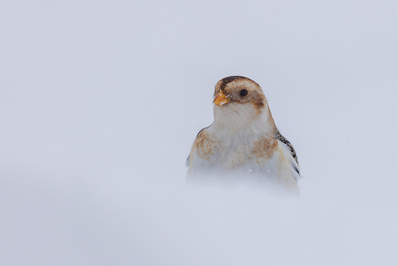 Snow Bunting, Cairngorms, February  2026.
