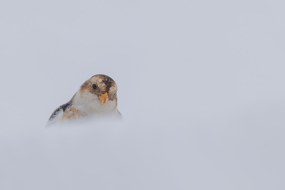 Snow Bunting, Cairngorms, February  2026.