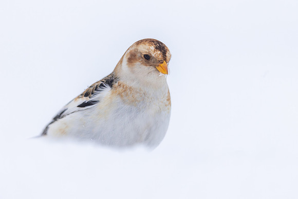 Snow Bunting, Cairngorms, February  2026.