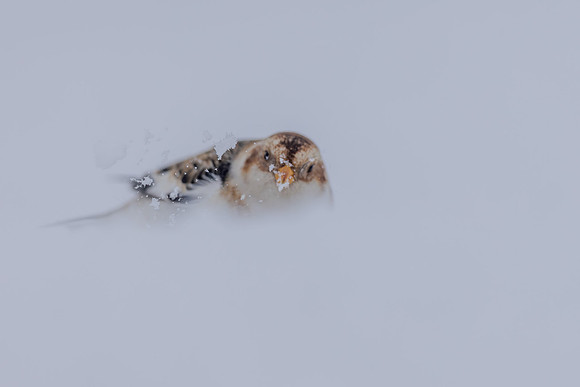 Snow Bunting, Cairngorms, February  2026.