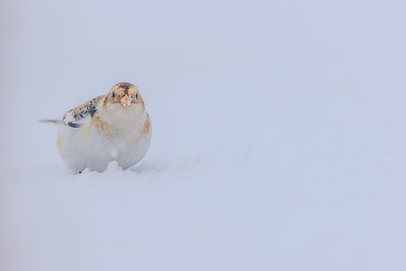 Snow Bunting, Cairngorms, February  2026.