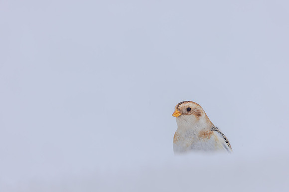 Snow Bunting, Cairngorms, February  2026.