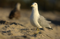Ring-billed Gull, Fort Lauderdale Beach,  Florida, February 2020