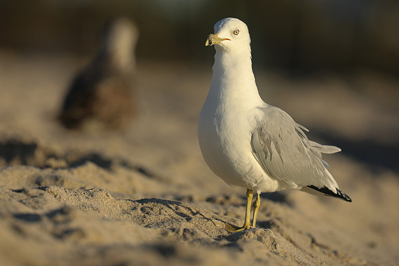 Ring-billed Gull, Fort Lauderdale Beach,  Florida, February 2020