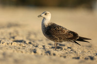 Ring-billed Gull, Fort Lauderdale Beach,  Florida, February 2020