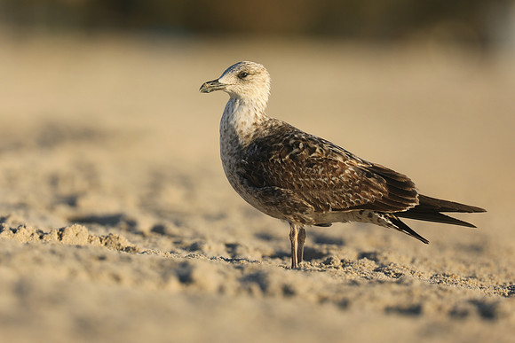 Ring-billed Gull, Fort Lauderdale Beach,  Florida, February 2020