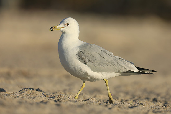 Ring-billed Gull, Fort Lauderdale Beach,  Florida, February 2020